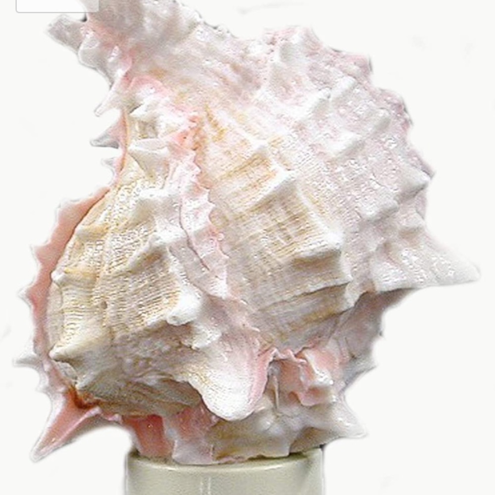 Seashell 🐚 night light